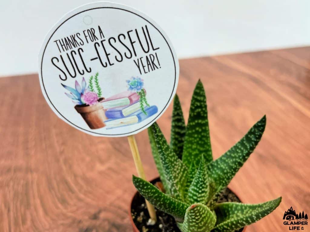 Gift tag in succulent plant